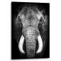 Preview: Elefant Leinwandbilder