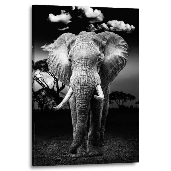 Wandbild Leinwandbild Elefant Black and White