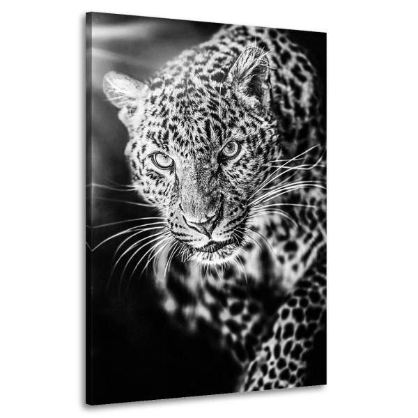 Wandbild Leinwandbild Leopard Sunset Black and White