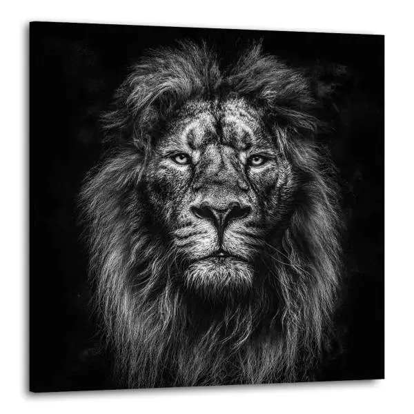 Wandbild Leinwandbild Löwe schwarz weiss