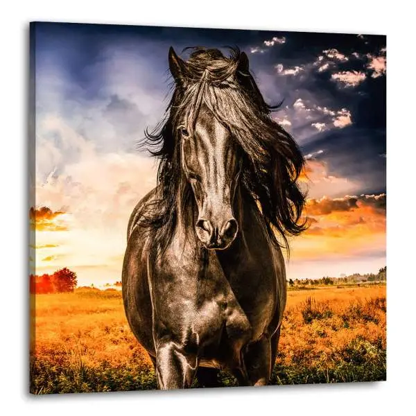 Wandbild Leinwandbild Pferd Natur