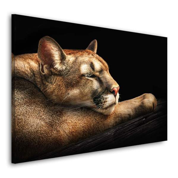 Wandbild Leinwandbild Puma