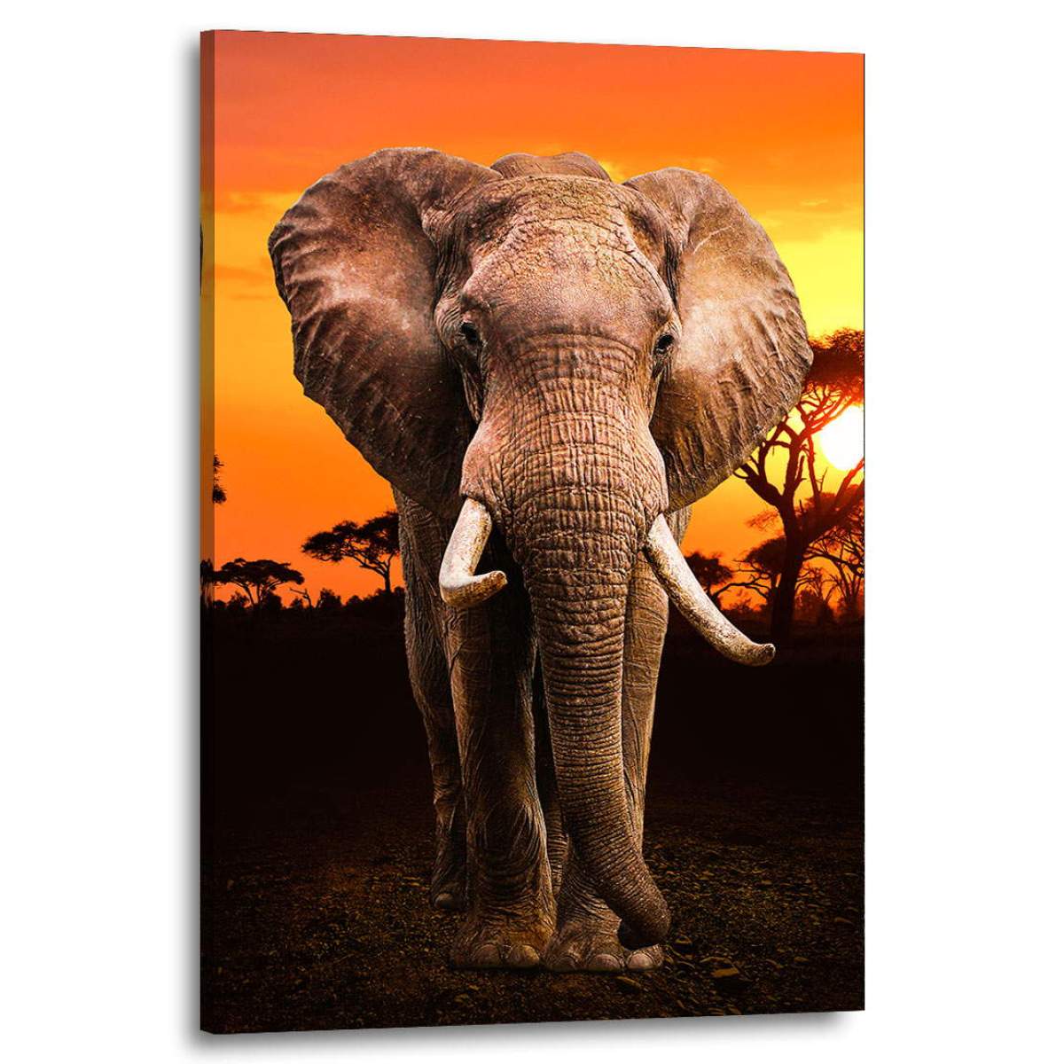 acrylglasbild-elefant