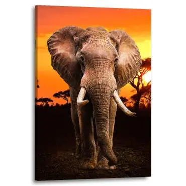 Wandbild Leinwandbild Elefant Desert